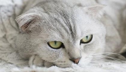 经中央军委批准 《习近平关于依法治军重要论述摘编》印发全军