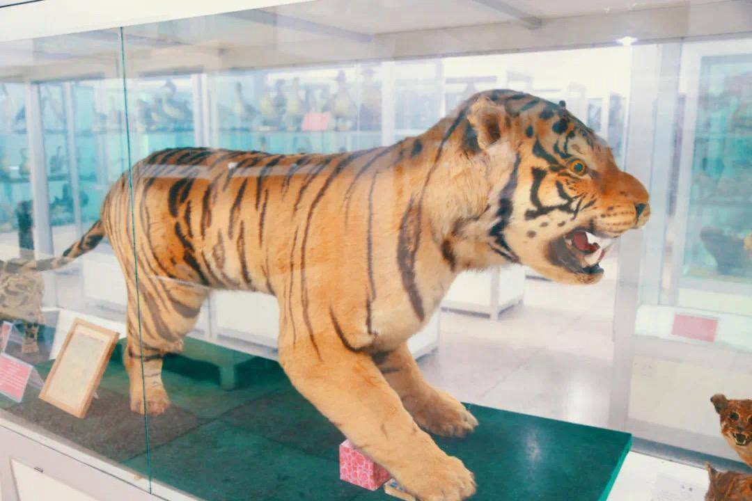 岳麓山的最后一只野生老虎,就在湖南师大动植物标本馆里