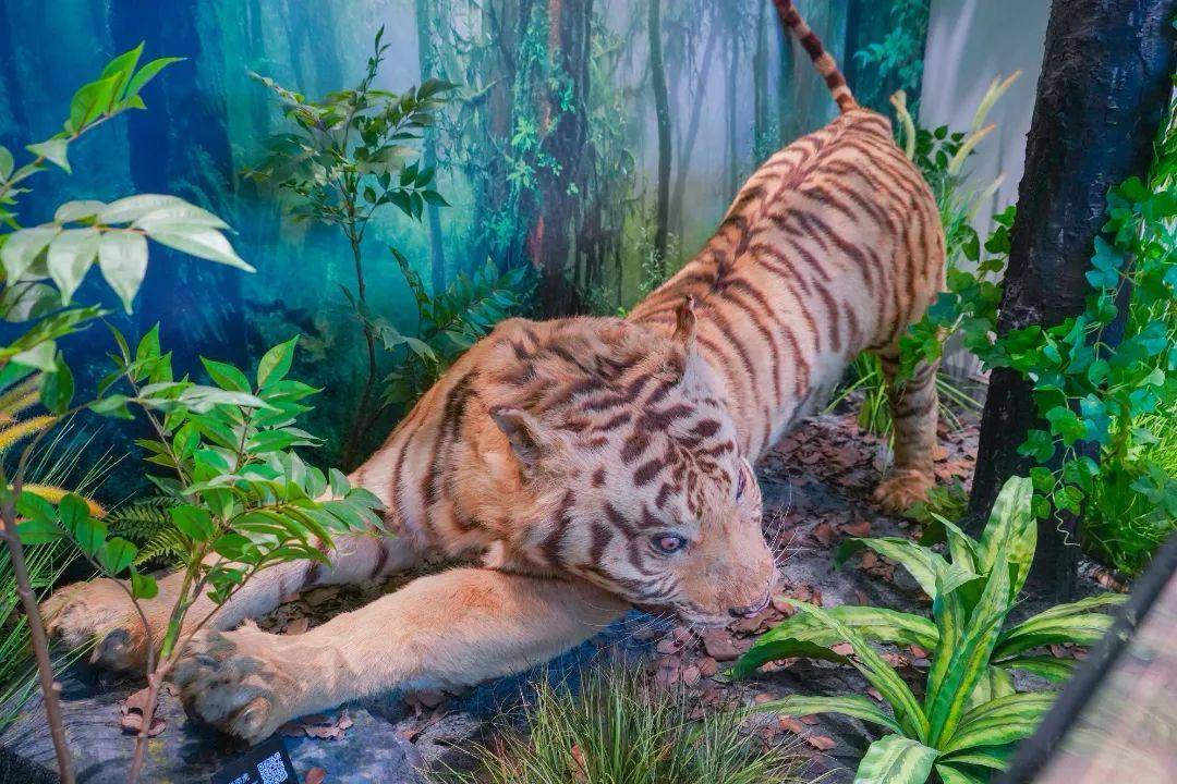 岳麓山的最后一只野生老虎,就在湖南师大动植物标本馆里