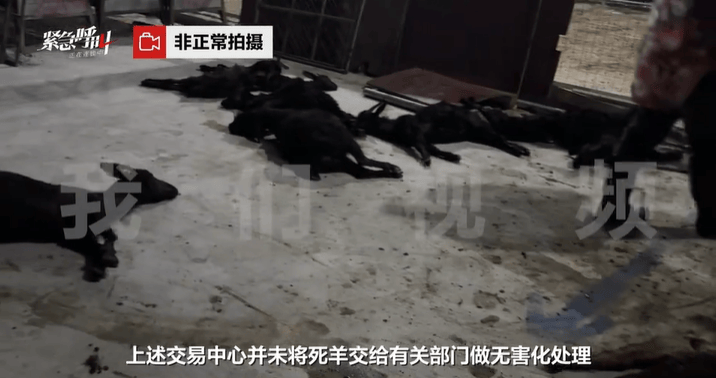 灌食增重无证屠宰,问题羊肉何以堂而皇之流向市场?| 新京报快评