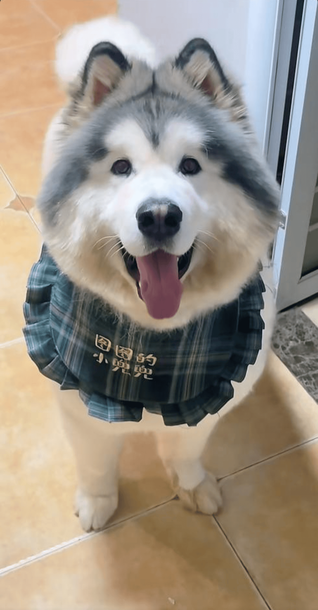 潘宏再陷风波：宠物狗在其指定的托运公司死亡 狗主人发帖遭网暴